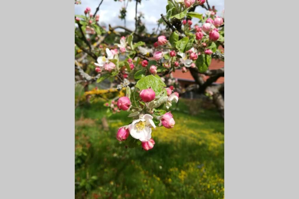 Ferienhaus Zum Kuckuck, Wng 2, Urlaub Im Eichsfeld Kallmerode Bagian luar foto